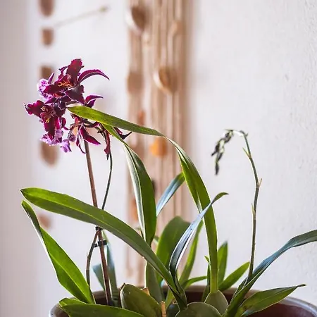 In Albufeira's Old Town