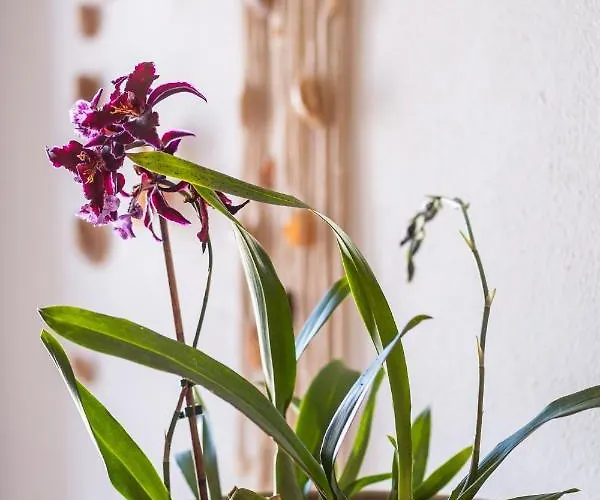 In Albufeira's Old Town